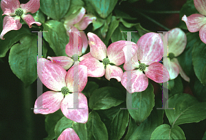 Picture of Cornus kousa 'Miss Satomi'