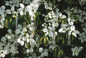 Picture of Cornus kousa 'Gold Star'