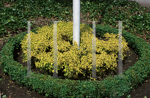 Picture of Cornus stolonifera 'Kelseys Gold'