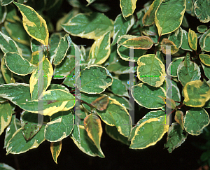 Picture of Cornus x 'Cream Crackers'