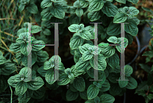 Picture of Cornus sanguinea 'Compressus'