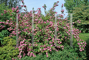 Picture of Deutzia x 'Pearle Rose'