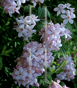 Picture of Deutzia x 'Mont Rose'