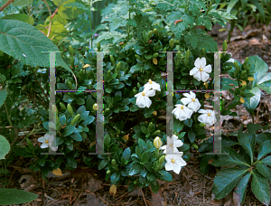 Picture of Gardenia augusta 'Kleims Hardy'