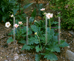 Picture of Gerbera jamesonii 