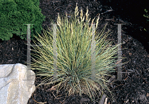 Picture of Festuca glauca 'Golden Toupee'