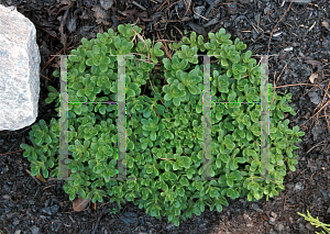 Picture of Sedum confusum 