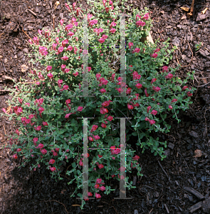 Picture of Scutellaria suffrutescens 