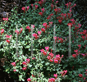 Picture of Scutellaria suffrutescens 