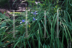 Picture of Iris prismatica 