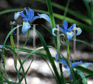 Picture of Iris prismatica 