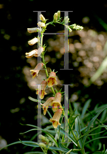Picture of Digitalis obscura 