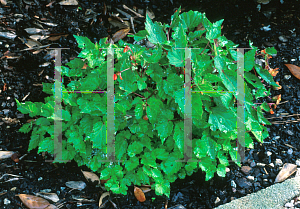 Picture of Begonia sutherlandii 