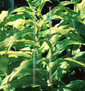 Picture of Tricyrtis hirta 'Golden Gleam'