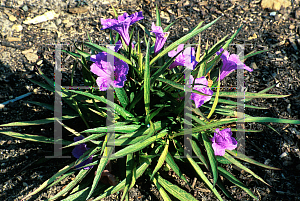 Picture of Ruellia tweediana 