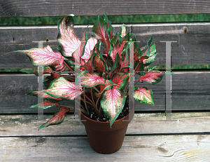 Picture of Caladium bicolor 