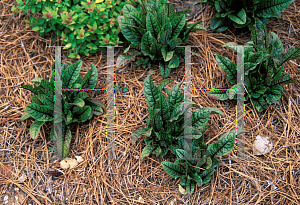 Picture of Rumex sanguineus 