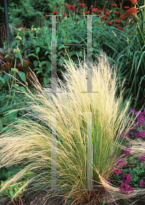 Picture of Stipa tenuissima 