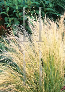 Picture of Stipa tenuissima 