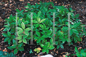 Picture of Ardisia japonica 'Cherimen'