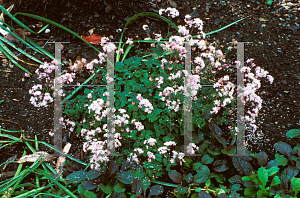 Picture of Thalictrum kiusianum 