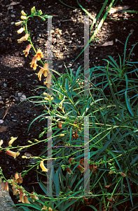 Picture of Digitalis obscura 