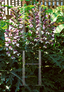 Picture of Acanthus spinosus 