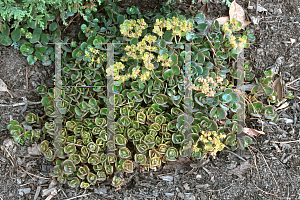 Picture of Sedum tetratinum 