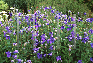 Picture of Platycodon grandiflorus 'Mariesii'