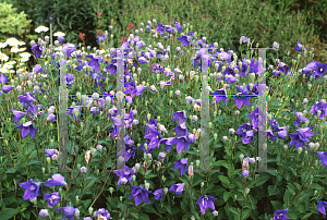 Picture of Platycodon grandiflorus 'Mariesii'