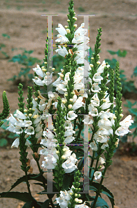 Picture of Physostegia virginiana 'Summer Snow'