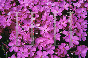 Picture of Phlox subulata 'Emerald Pink'