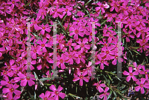 Picture of Phlox subulata 'Atropurpurea'