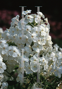 Picture of Phlox paniculata 'David'