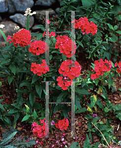 Picture of Phlox paniculata 'Starfire'