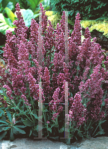 Picture of Salvia nemorosa 'Plumosa'