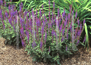 Picture of Salvia nemorosa 'Lubeca'