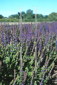 Picture of Salvia nemorosa 'East Friesland'