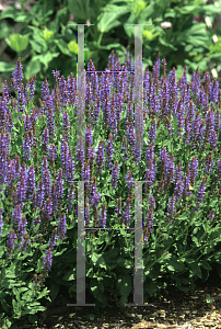 Picture of Salvia nemorosa 'Blauhugel(Blue Hill)'