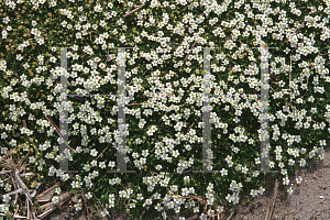 Picture of Sagina subulata 