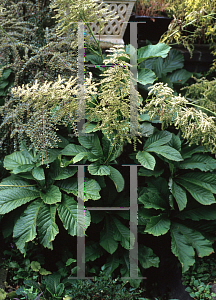 Picture of Rodgersia aesculifolia 