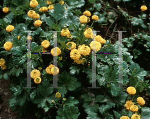 Picture of Ranunculus repens 'Flore Pleno'