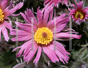 Picture of Pulsatilla vulgaris 'Papageno'