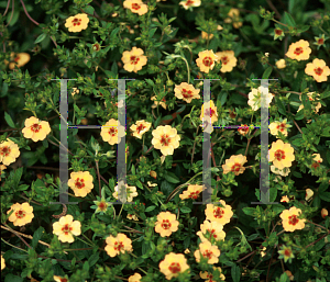 Picture of Potentilla x tonguei 