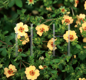 Picture of Potentilla x tonguei 