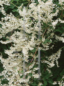 Picture of Polygonum aubertii 