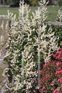 Picture of Polygonum aubertii 