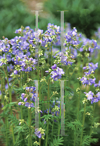 Picture of Polemonium caeruleum 