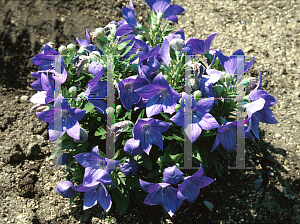 Picture of Platycodon grandiflorus 'Sentimental Blue'