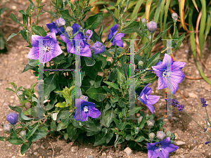 Picture of Platycodon grandiflorus 'Misato Purple'